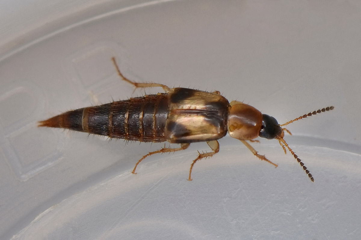 Staphylinidae tra i funghi: Lordithon sp.
